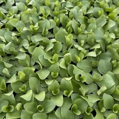 トルコキキョウ苗
の画像