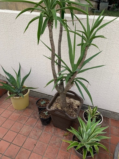 アガベ2年目