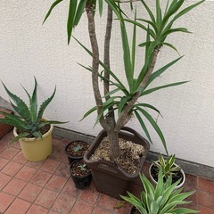 アガベ2年目の画像