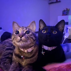 1歳メス2匹仲良し