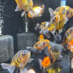 らんちゅう　ランダム　
5匹の画像