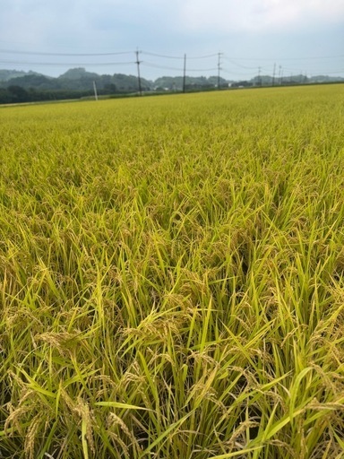令和7年度産新米?