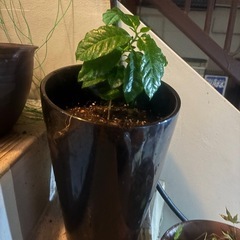 観葉植物の画像