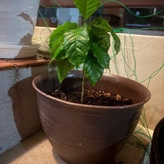 観葉植物の画像