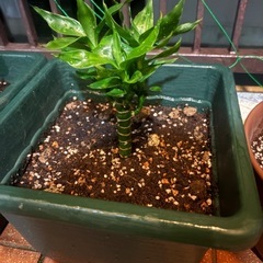 観葉植物の画像