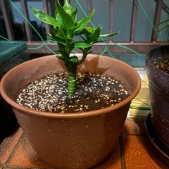 観葉植物の画像