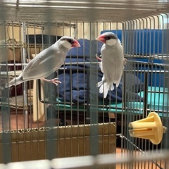 【お話し中】文鳥