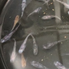 20%引き！和墨3色メダカ選外(ブルーアイもいます)10匹2000円の画像