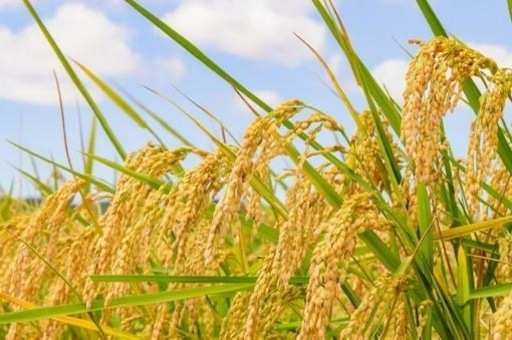 新米ヒノヒカリ　もみ米25キロ　13500円