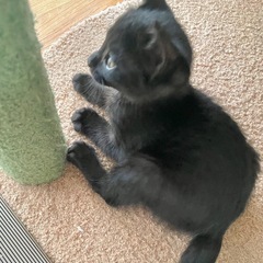 黒虎子猫ちゃん　血液検査済み