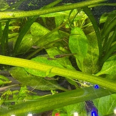 グッピーの稚魚　の画像