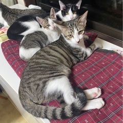 子猫　2ヶ月〜6ヶ月　血液検査済み