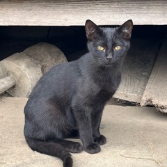黒猫　メス　生後3．５ヶ月