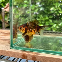 オランダショートテール 金魚の画像