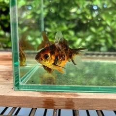 オランダショートテール 金魚の画像
