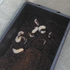 カブトムシ幼虫5匹セットの画像