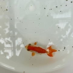 らんちゅう 金魚の画像