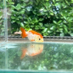 らんちゅう 金魚の画像