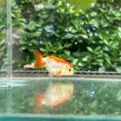 らんちゅう 金魚の画像