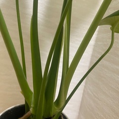 モンステラの画像