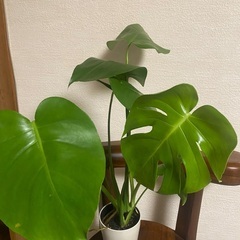 モンステラの画像