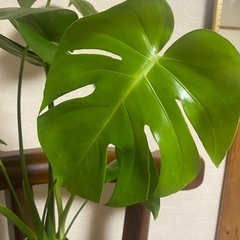 モンステラの画像