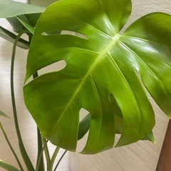 モンステラの画像