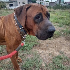 土佐犬の男の子　白竜くん　穏やかに暮らせるおうちを探してい…