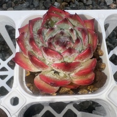 多肉植物ピンクピーチ姫①の画像