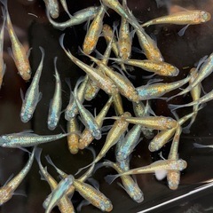 ユリシスパラディーゾ 2ペア めだか メダカ の画像