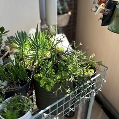 リメ缶入り多肉植物色々の画像