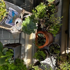 リメ缶入り多肉植物色々の画像