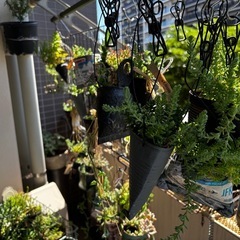 リメ缶入り多肉植物色々の画像