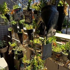 リメ缶入り多肉植物色々の画像