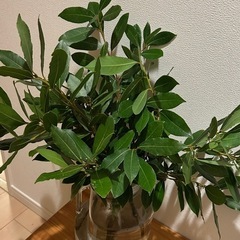 月桂樹　ローリエ　無農薬　
50cm以上の画像