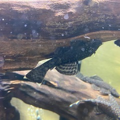 熱帯魚　プッシープレコの画像