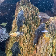 熱帯魚　プッシープレコの画像