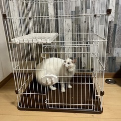 キャットケージの画像