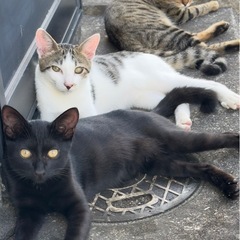 兄弟です．里親さん募集 - 倉敷市