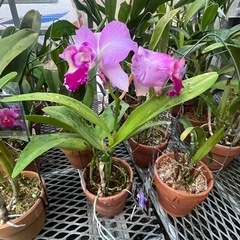 代理出品 カトレア 蘭の花 ピンクの画像