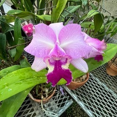 代理出品 カトレア 蘭の花 ピンクの画像