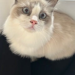 オス猫　里親さん募集