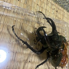 ミンダナオアトラスオオカブト　オス　単品C品の画像