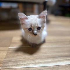 シャムMIX♡可愛すぎる子猫
