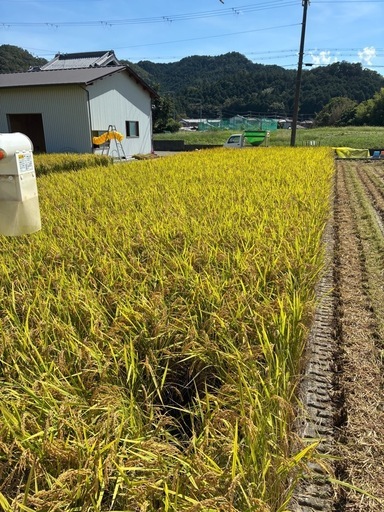 受付終了しました。。新米！令和7年収穫キヌヒカリ玄米30kg