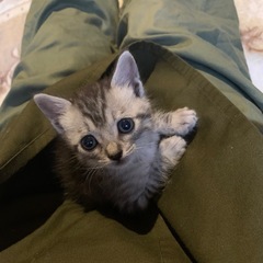 子猫の里親様を募集しております