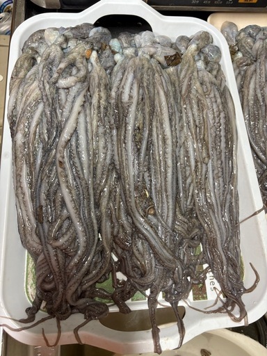 ?シガヤー?1匹 (リトル) てだこ浦西のその他の中古あげます・譲り 