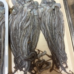 🐙シガヤー🐙1匹の画像