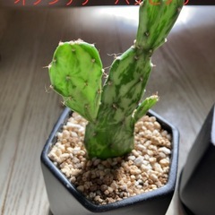 サボテン　3点セットの画像