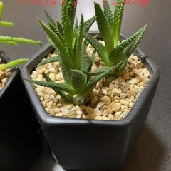 サボテン　3点セットの画像